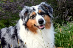 Štěně austalského ovčáka s PP