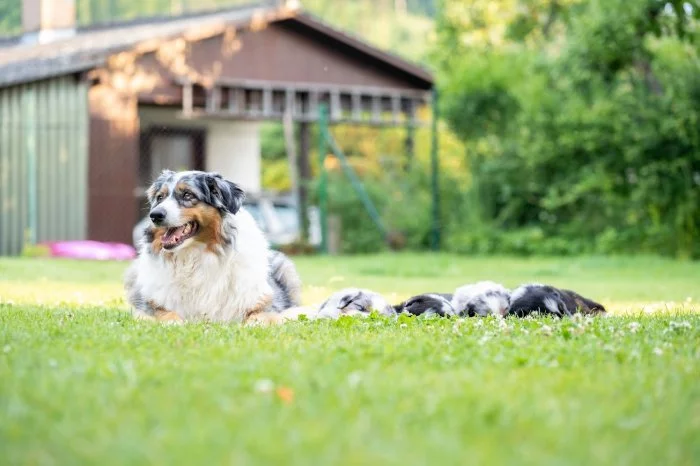 Štěně austalského ovčáka s PP