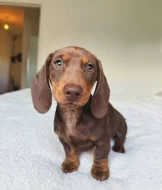 Jezevčík hladkosrstý