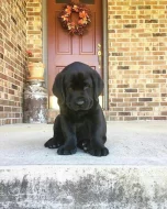 Nabízíme k prodeji labradora.