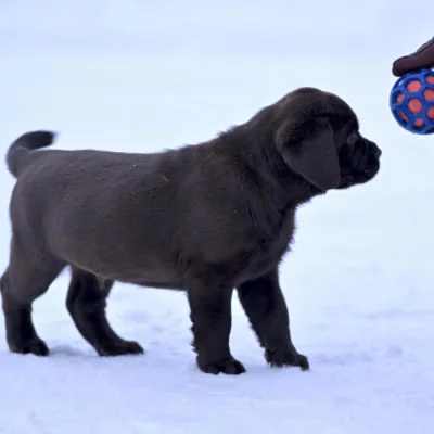 Nabízíme k prodeji labradora.