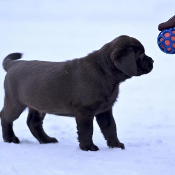 Nabízíme k prodeji labradora.