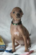 Štěňátka italských chrtiků s pp