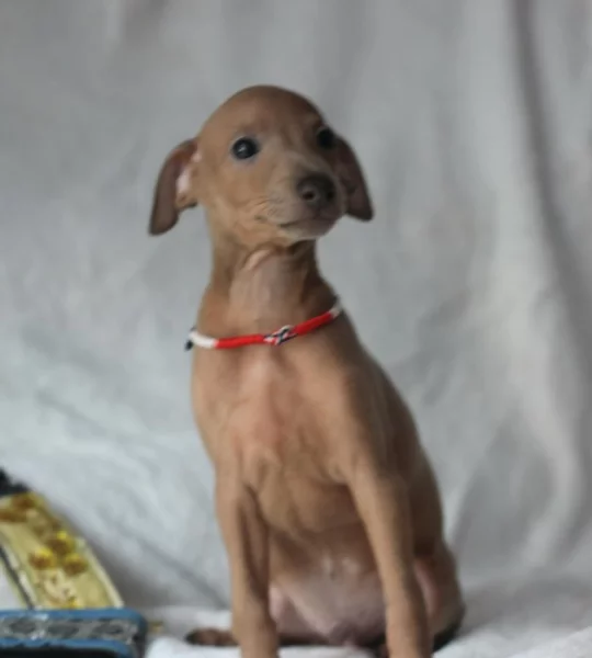 Štěňátka italských chrtiků s pp