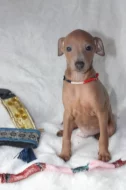 Štěňátka italských chrtiků s pp