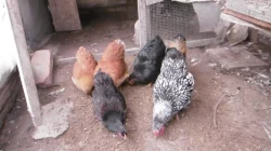 Prodám 2 kohouty a 4 slepice zdr. vyandotek