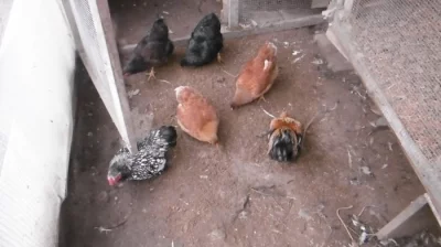 Prodám 2 kohouty a 4 slepice zdr. vyandotek