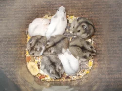 Křečík džungarský