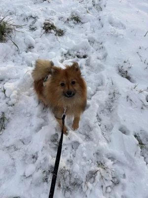 Pomeranian/německy špic