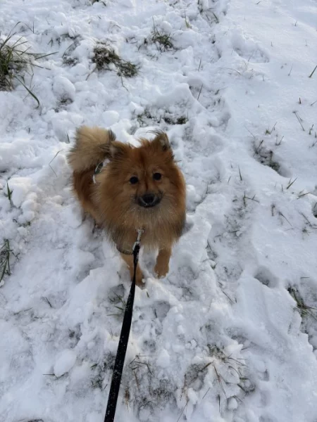 Pomeranian/německy špic