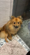 Pomeranian/německy špic