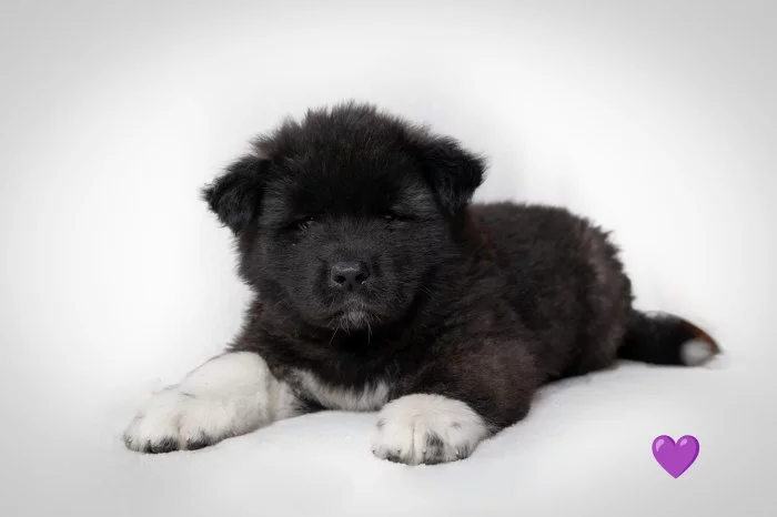 Americká Akita s PP štěně prodej