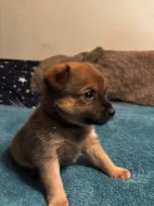 K prodeji krásná štěňátka – 🐾