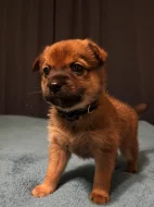 K prodeji krásná štěňátka – 🐾