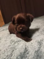 K prodeji krásná štěňátka – 🐾