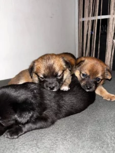 K prodeji krásná štěňátka – 🐾