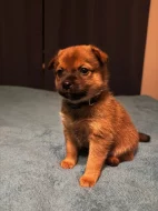 K prodeji krásná štěňátka – 🐾