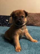 K prodeji krásná štěňátka – 🐾