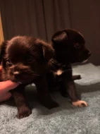 K prodeji krásná štěňátka – 🐾