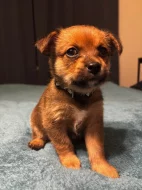 K prodeji krásná štěňátka – 🐾