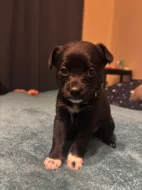 K prodeji krásná štěňátka – 🐾