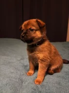 K prodeji krásná štěňátka – 🐾