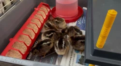 Vlaška koroptví - násadová vejce