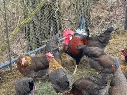 Vlaška koroptví - násadová vejce