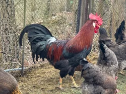 Vlaška koroptví - násadová vejce