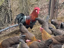 Vlaška koroptví - násadová vejce