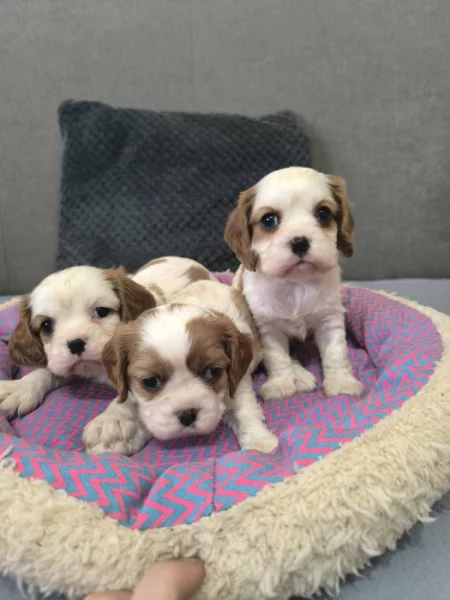 Šteniatka kavaliera king charles spaniela