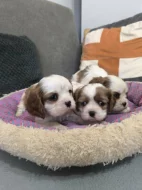 Šteniatka kavaliera king charles spaniela