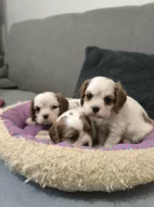 Šteniatka kavaliera king charles spaniela