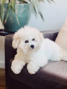 Štěňata bišonského frise