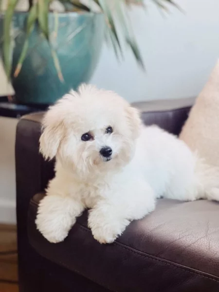 Štěňata bišonského frise