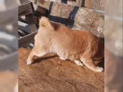 K dispozici krásné štěně Shiba inu