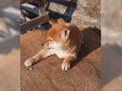 K dispozici krásné štěně Shiba inu