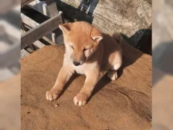 K dispozici krásné štěně Shiba inu