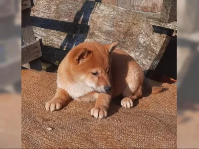 K dispozici krásné štěně Shiba inu