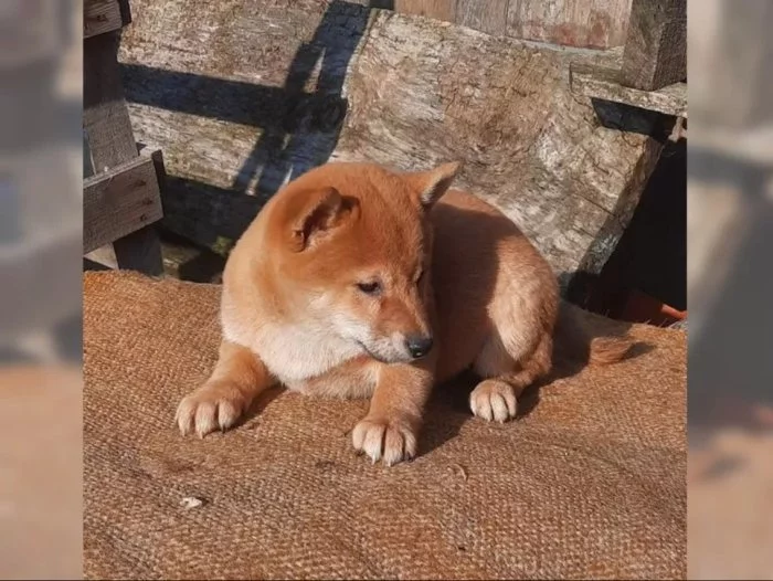 K dispozici krásné štěně Shiba inu