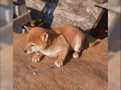 K dispozici krásné štěně Shiba inu