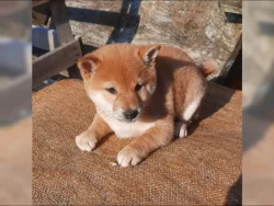 K dispozici krásné štěně Shiba inu