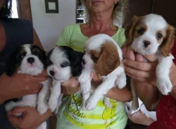 Kavalír King Charles španěl Štěňátka