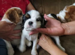 Kavalír King Charles španěl Štěňátka