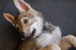 Československý vlčák s rodokmenem TOP spojení