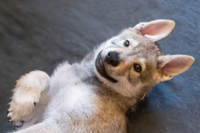 Československý vlčák s rodokmenem TOP spojení