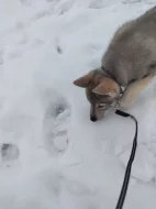 Československý vlčák s rodokmenem TOP spojení