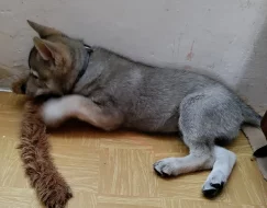 Československý vlčák s rodokmenem TOP spojení