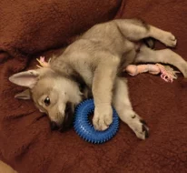 Československý vlčák s rodokmenem TOP spojení