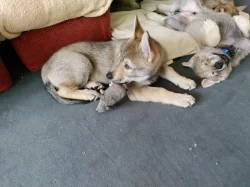 Československý vlčák s rodokmenem TOP spojení